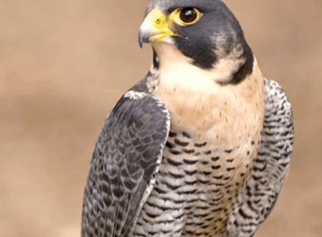 Falcon Extends Warrants & Appoints CFO